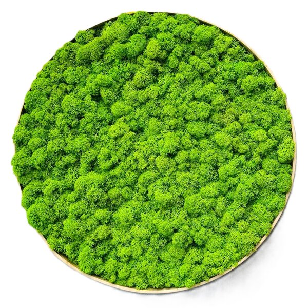 Mechový obraz – Kruh – Lišš Velikost rámu: 40cm