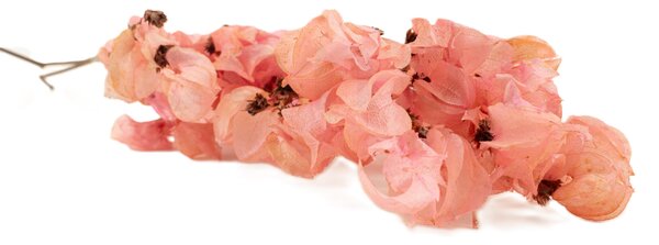 Sušené květiny Bougainvillea Branch – růžová