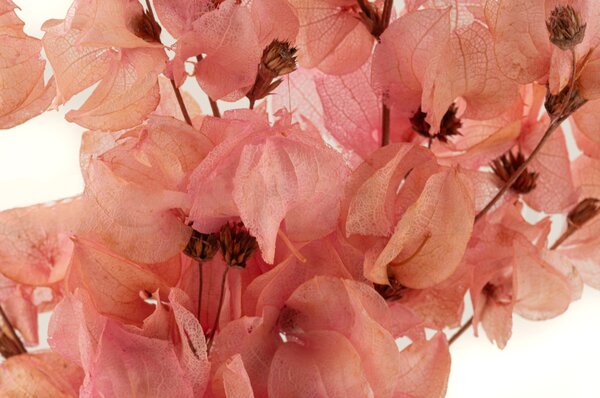 Sušené květiny Bougainvillea Branch – růžová