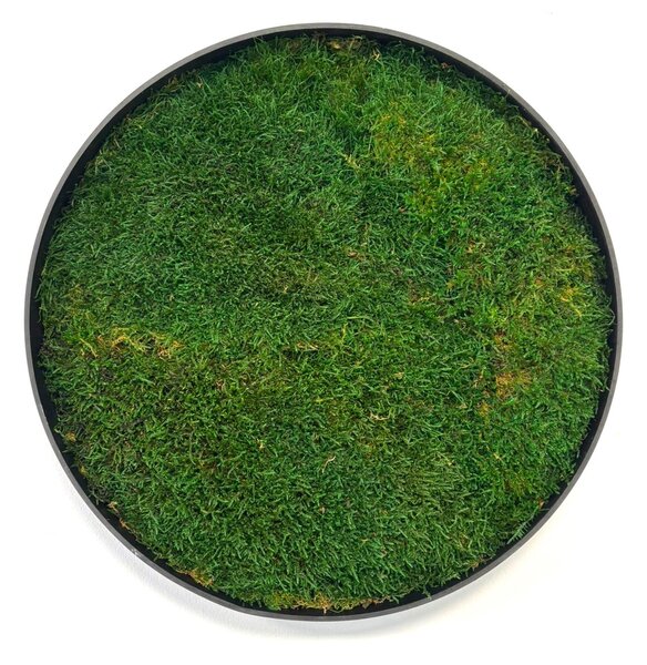 Mechový obraz – Kruh s plochým mechem Velikost rámu: 40cm