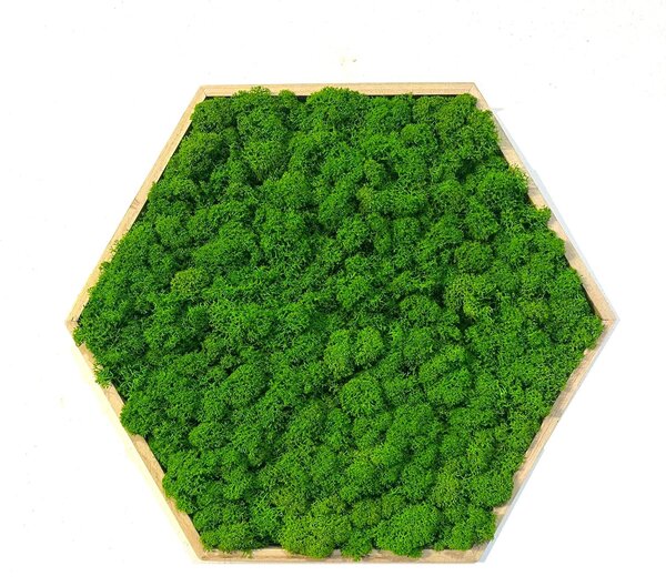 Mechový obraz – Hexagon Velikost rámu: 21cm (v nejširším bodě)