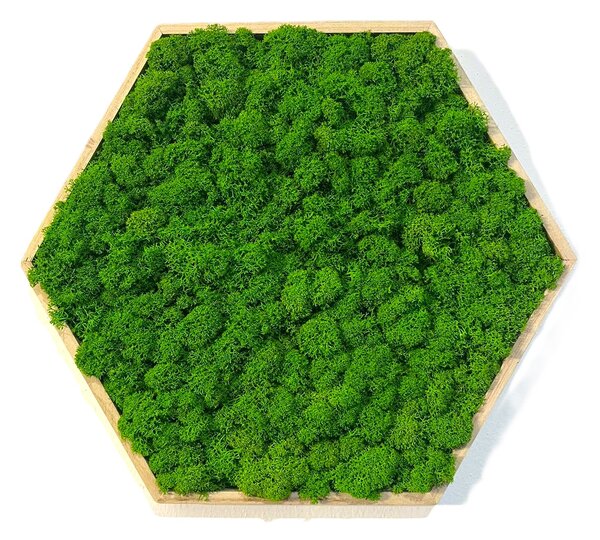 Mechový obraz – Hexagon Velikost rámu: 21cm (v nejširším bodě)