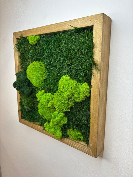 Mechový obraz čtverec se stabilizovaným mechem Velikost rámu: 50x50cm