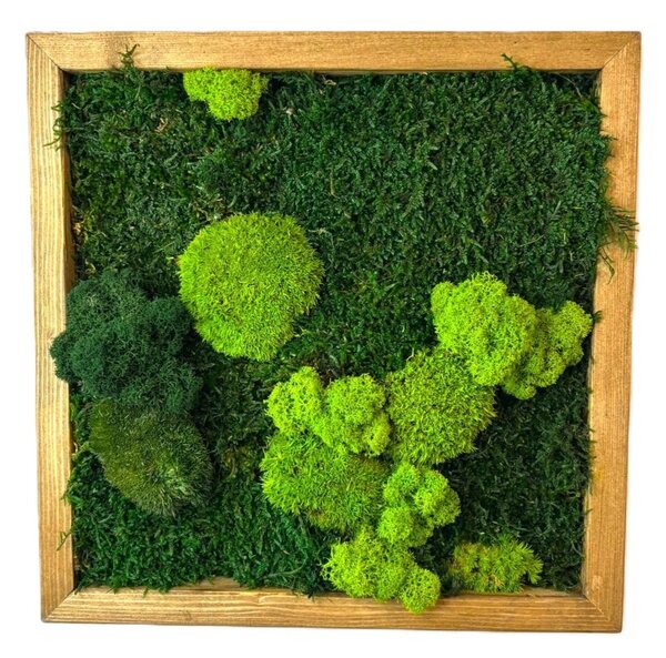 Mechový obraz čtverec se stabilizovaným mechem Velikost rámu: 50x50cm