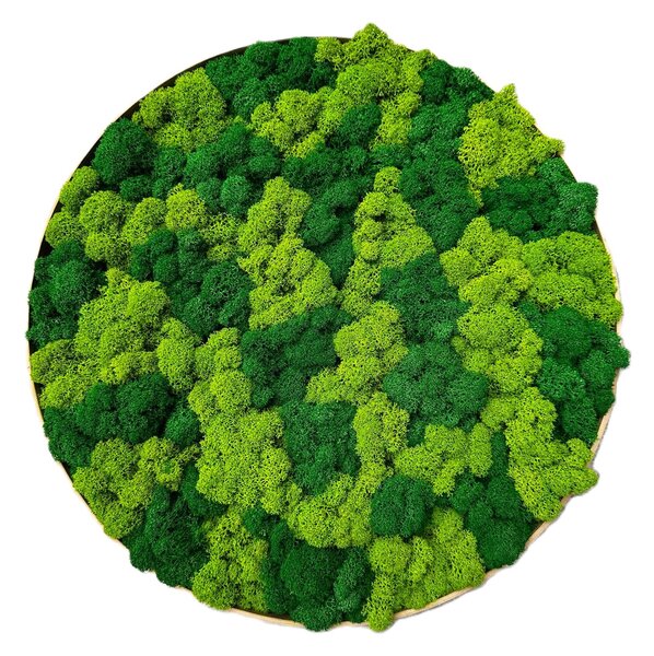 Mechový obraz - Kruh lišejník mix Velikost rámu: 40cm