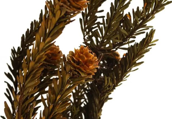 Stabilizovaná kytice Tortum – oranžová