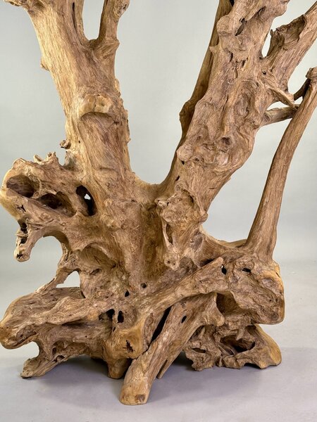 Rozvětvená přírodní skulptura z naplaveného teakového kořene – výška 168 cm