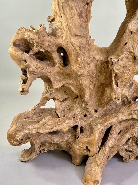 Rozvětvená přírodní skulptura z naplaveného teakového kořene – výška 168 cm