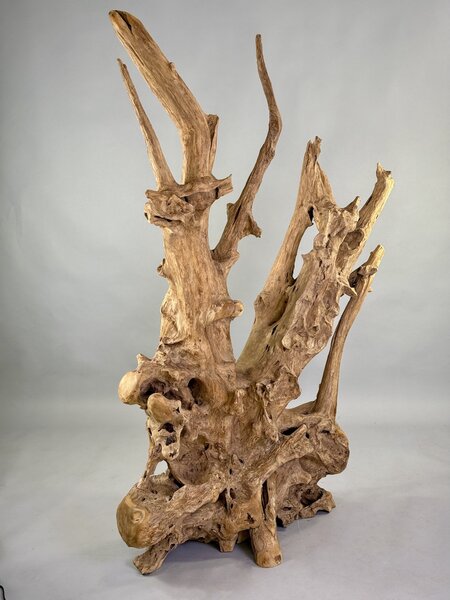 Rozvětvená přírodní skulptura z naplaveného teakového kořene – výška 168 cm