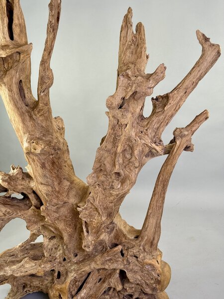 Rozvětvená přírodní skulptura z naplaveného teakového kořene – výška 168 cm