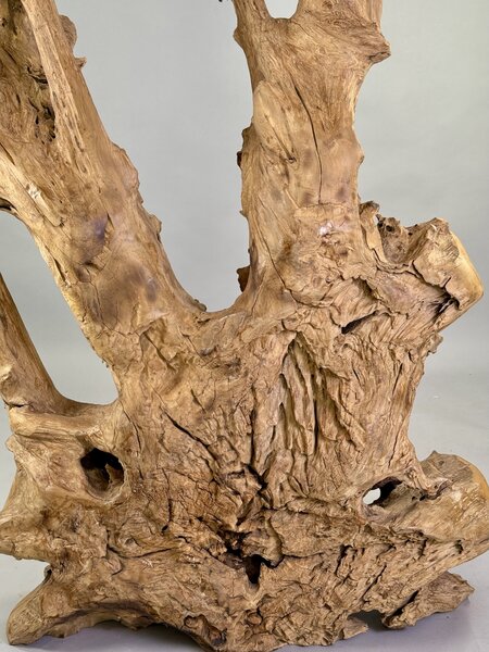 Rozvětvená přírodní skulptura z naplaveného teakového kořene – výška 168 cm