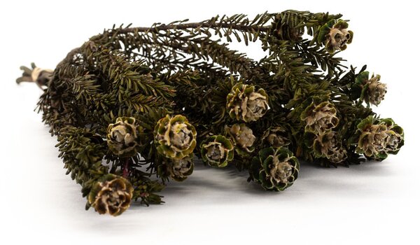 Stabilizovaná kytice Tortum – zelená