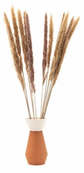 Sušené květiny Pampas - natural