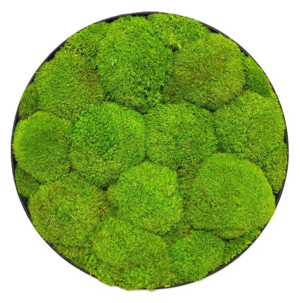 Mechový obraz - Kruh - Ball moss Velikost rámu: 40cm