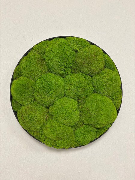 Mechový obraz - Kruh - Ball moss Velikost rámu: 40cm