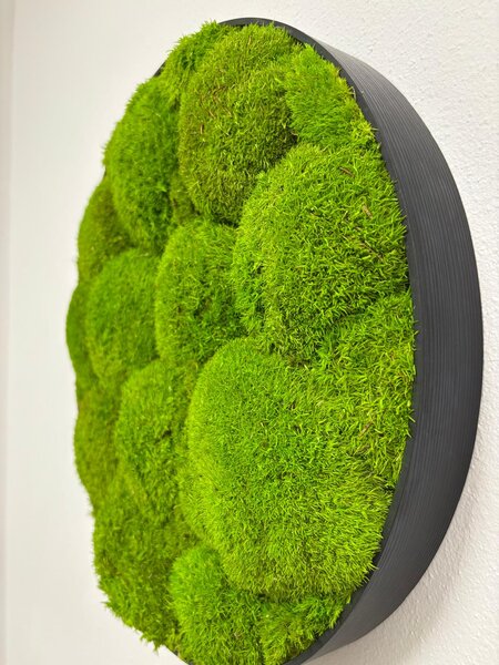 Mechový obraz - Kruh - Ball moss Velikost rámu: 40cm
