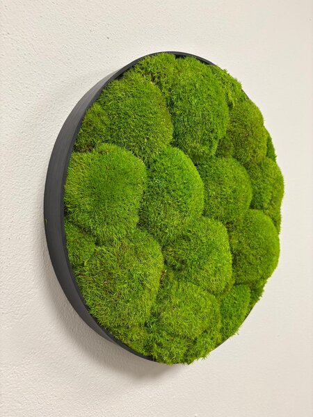 Mechový obraz - Kruh - Ball moss Velikost rámu: 40cm