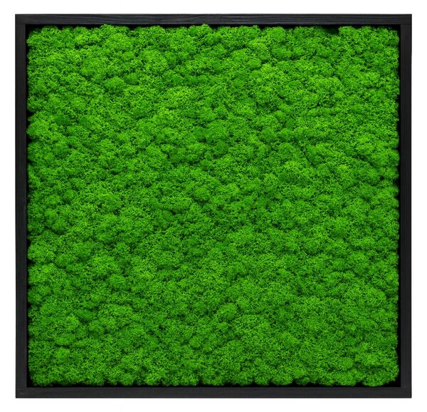 Mechový obraz – mini čtverec – lišejník Velikost: 20x20cm