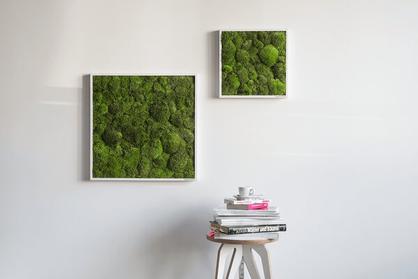Mechový obraz z kopečkového mechu 35x35