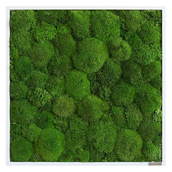 Mechový obraz z kopečkového mechu 55x55