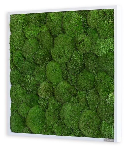 Mechový obraz z kopečkového mechu 55x55