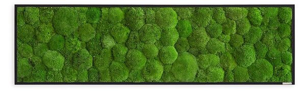 Mechový obraz z kopečkového mechu 140x40, Dřevěný rám (černý)
