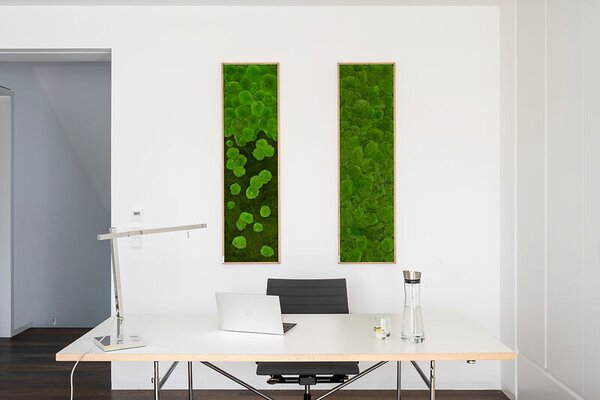 Mechový obraz z kopečkového mechu 140x40, Dřevěný rám (dub)