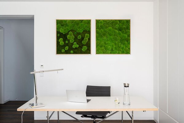 Mechový obraz z kopečkového mechu 80x80, Dřevěný rám (dub)