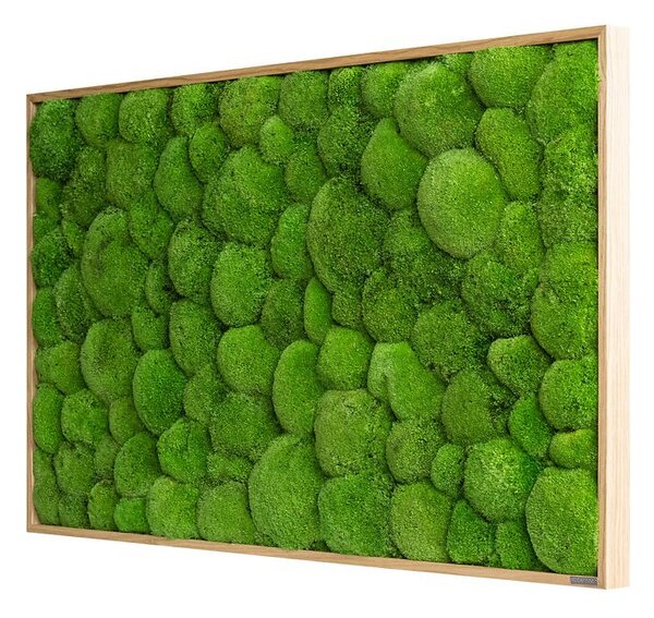 Mechový obraz z kopečkového mechu 100x60, Dřevěný rám (dub)