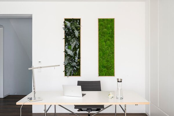 Mechový obraz z kopečkového mechu 140x40, Dřevěný rám (dub)