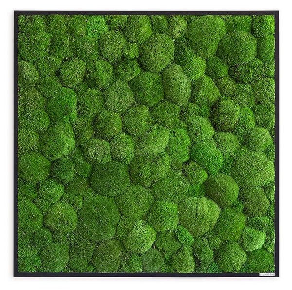 Mechový obraz z kopečkového mechu 80x80, Dřevěný rám (černý)