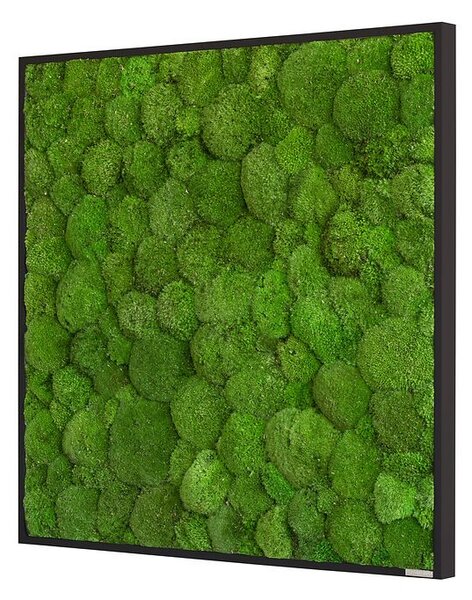 Mechový obraz z kopečkového mechu 80x80, Dřevěný rám (černý)