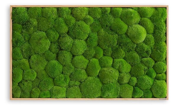 Mechový obraz z kopečkového mechu 100x60, Dřevěný rám (dub)