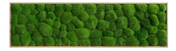 Mechový obraz z kopečkového mechu 140x40, Dřevěný rám (dub)