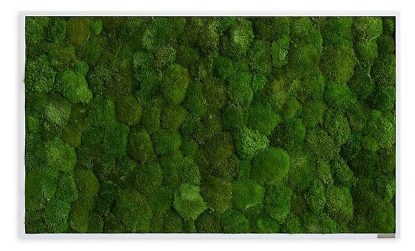 Mechový obraz z kopečkového mechu 100x60, Dřevěný rám (bílý)