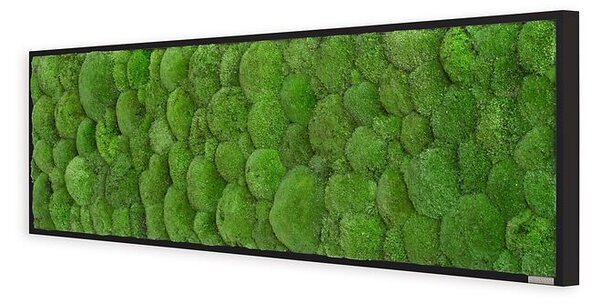 Mechový obraz z kopečkového mechu 140x40, Dřevěný rám (černý)