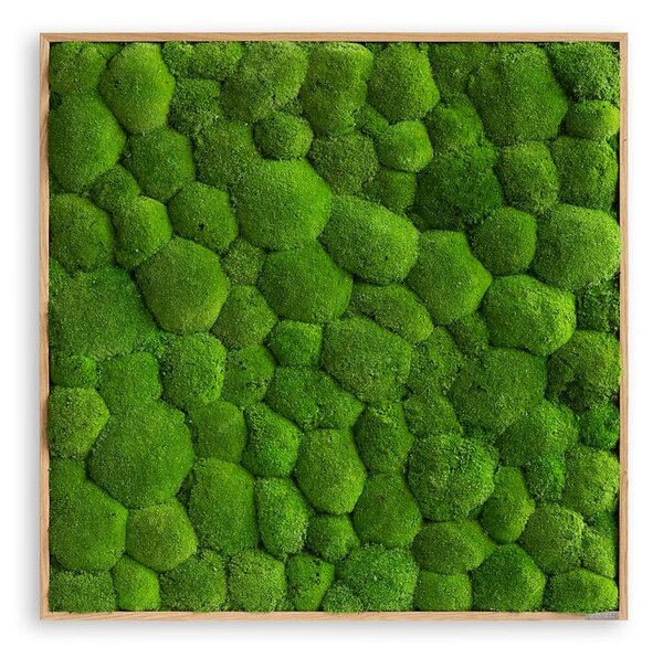 Mechový obraz z kopečkového mechu 80x80, Dřevěný rám (dub)