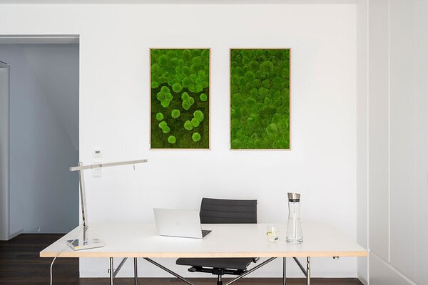 Mechový obraz z kopečkového mechu 100x60, Dřevěný rám (dub)