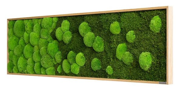 Mechový obraz přechodu kopečkového a lesního mechu 140X40, Dřevěný rám (dub)