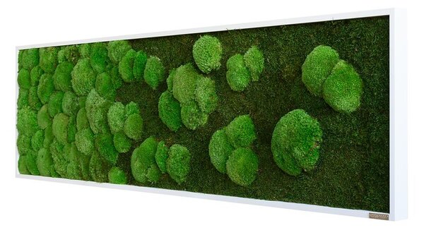 Mechový obraz přechodu kopečkového a lesního mechu 140X40, Dřevěný rám (bílý)