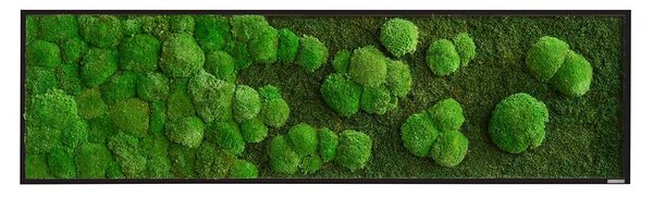 Mechový obraz přechodu kopečkového a lesního mechu 140X40, Dřevěný rám (černý)