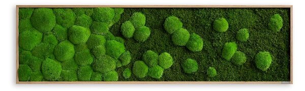Mechový obraz přechodu kopečkového a lesního mechu 140X40, Dřevěný rám (dub)
