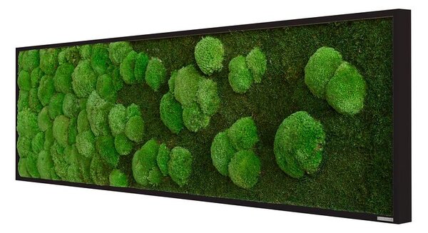 Mechový obraz přechodu kopečkového a lesního mechu 140X40, Dřevěný rám (černý)