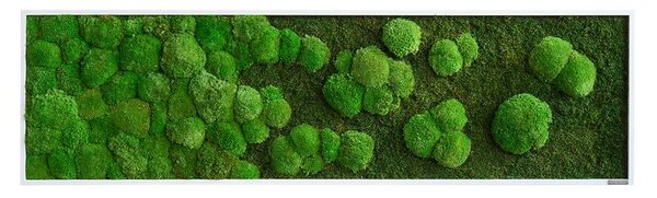 Mechový obraz přechodu kopečkového a lesního mechu 140X40, Dřevěný rám (bílý)