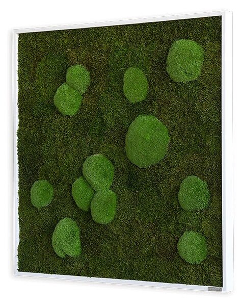 Mechový obraz z kopečkového a lesního mechu 80x80, Dřevěný rám (bílý)