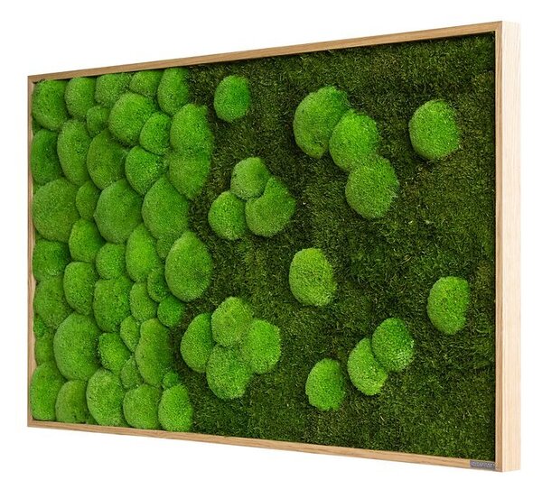 Mechový obraz kopečkového a lesního mechu - přechodu 100x60, Dřevěný rám (dub)