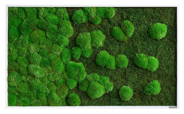 Mechový obraz kopečkového a lesního mechu - přechodu 100x60, Dřevěný rám (bílý)