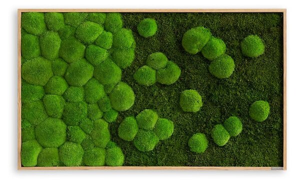 Mechový obraz kopečkového a lesního mechu - přechodu 100x60, Dřevěný rám (dub)