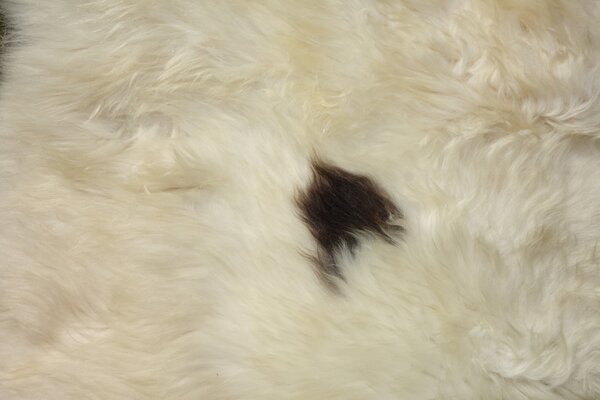 ARCTIC FUR Ovčí kožešina béžová 100% příroda