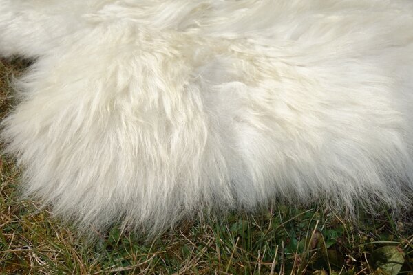 ARCTIC FUR Ovčí kožešina béžová 100% příroda